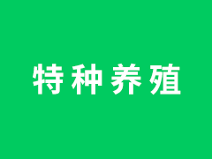 黑豚养殖基地分享新手黑豚喂食注意事项